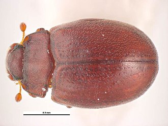 Minute beetle, Murmidius ovalis Murmidius ovalis.jpg