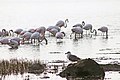 Flamingos e uma gaivota, espécies abundantes na ria de Aveiro.