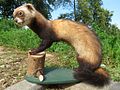 English: Mustela eversmannii (Steppe Polecat), dermoplastic specimen (taxidermy), origin: Dolní Němčí, Czech Republic