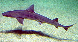 Европейская кунья акула