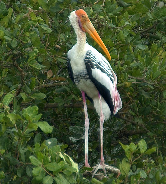 File:Mycteria leucocephala-smile.jpg