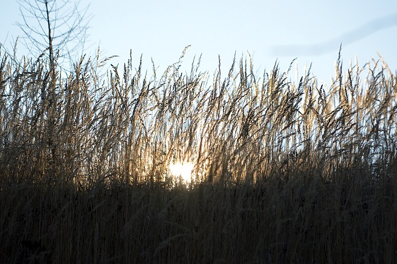 File:NSG Delligser Steinbruch - Gras im Sonnenaufgang (1).jpg