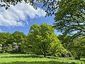 Wiese westl. des Hohlweges mit alter, freistehende Eiche