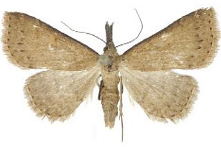 <i>Naarda ardeola</i> Species of moth