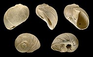 Multiple views of a fossilized shell belonging to a Natica moon snail Natica crassa 01.JPG