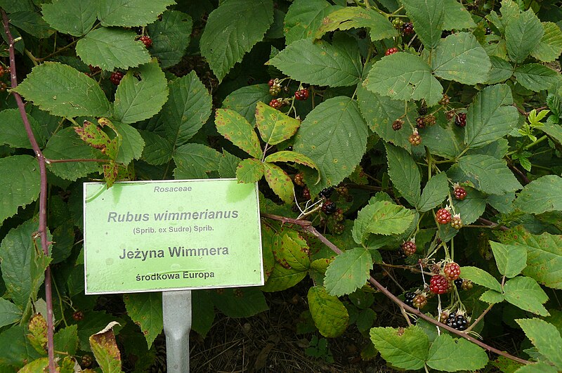 File:National colection of Rubus, Poznan, Dendrological Garden (Rubus wimmerianus) (2).JPG