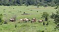 Przewalski-Pferde beim Grasen