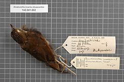 Naturalis Biodiversity Center - RMNH.AVES.18554 1 - Amalocichla incerta olivascentior Hartert, 1930 - Turdidae - bird skin specimen.jpeg