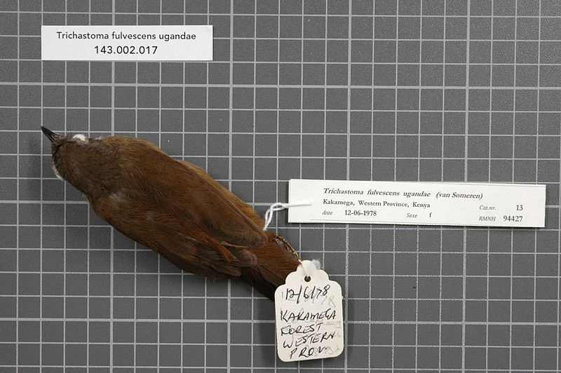 File:Naturalis Biodiversity Center - RMNH.AVES.94427 1 - Trichastoma fulvescens ugandae (van Someren, 1915) - Timaliidae - bird skin specimen.jpeg