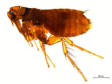 Nearctopsylla brooksi