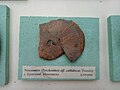 en:Neocomites (Teschenites) aff. callidiscus Thieuloy, Lower en:Hauterivian, en:Krapchene, Montana Province, Cr1 956X1 at the Sofia University "St. Kliment Ohridski" Museum of Paleontology and Historical Geology