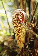 Thumbnail for Nepenthes aristolochioides