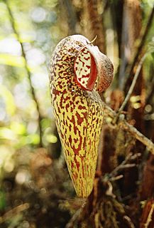 <i>Nepenthes aristolochioides</i> Species of pitcher plant from Sumatra