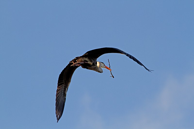 File:Nest Building (6684958799).jpg