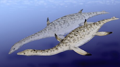 Nichollssaura borealis