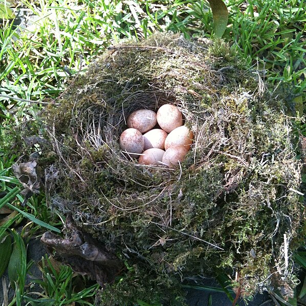 File:Nid de mésange - Chickadee nest.jpg