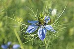 Thumbnail for File:Nigella damascena JRVdH 01.jpg