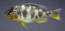 Nimbochromis venustus par MKOliver.jpg