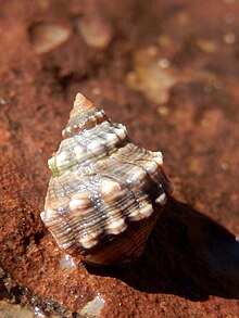 Nodilittorina pyramidalis Panjang Reef.jpg