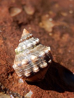 <i>Nodilittorina</i> Genus of gastropods