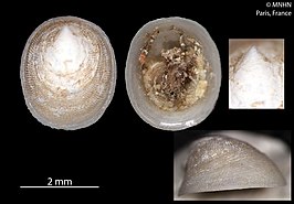 Notocrater ponderi