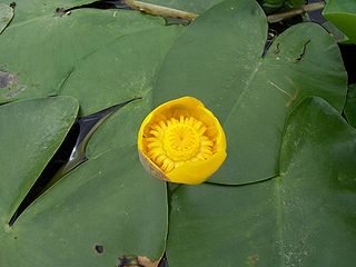 Fortune Salaire Mensuel de Nuphar Combien gagne t il d argent ? 1 000,00 euros mensuels