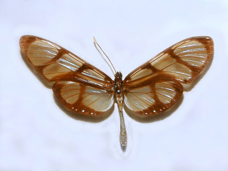 File:Nymphalidae - Methona confusa psamathe.JPG