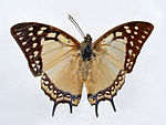 Nymphalidae - Polyura eudamippus-001.JPG