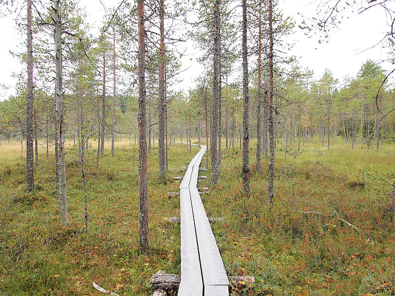 File:Nyrölä nature trail - duckboards.jpg