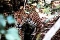 Elhomályosult jaguar