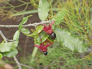 Fruits of the saw-leaved nailberry (Ochna serrulata) with the conspicuous sepals