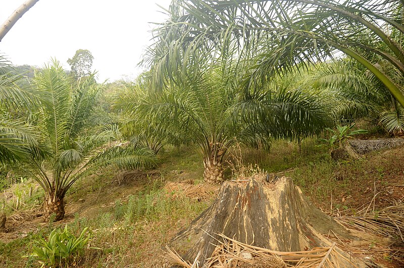 File:Oilpalm Mizoram DSC6885.jpg