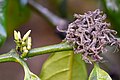 * Nomination Fresh shoots of coffee flowers and dead flowers on one branch (Coffea robusta), Balamuri, Coorg --Tagooty 01:57, 17 February 2024 (UTC) * Promotion  Support Good quality. --Johann Jaritz 02:53, 17 February 2024 (UTC)