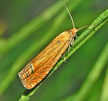 Olethreutinae - Lathronympha strigana.JPG