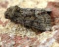 Oligia strigilis (Linnaeus, 1758)