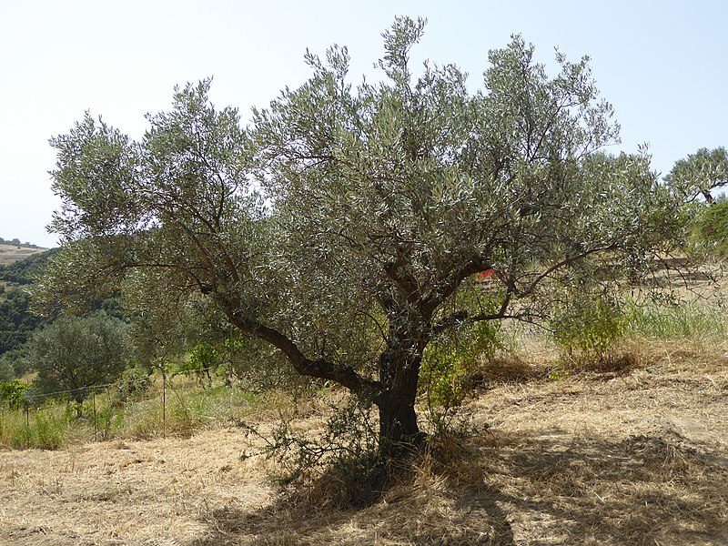 File:Olivo di varietà geracese (o grossa di Gerace) di una pianta di Pazzano.jpg