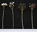 Thumbnail for File:Onionweed flowers, fruit and seed heads side view.jpg