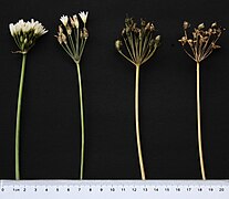 umbels at different stages