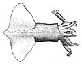 Onychoteuthis compacta.jpg