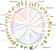 Tree of eukaryotes showing major subgroups and thumbnail diagrams of representative members of each group. Updated synthesis based on recent (as of 2023) phylogenomic reconstructions. Openly available illustrations as tools to describe eukaryotic microbial diversity - Journal.pbio.3002395.g001.tif