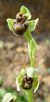 Drone Ragwort (Ophrys bombyliflora)