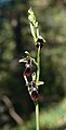 Ophrys insectifera Germany - Tauberland