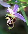 Ophrys scolopax Portugal - Algarve
