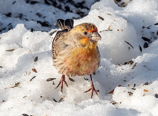 Orange male house finch in Central Park