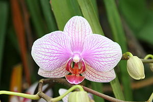 Phalaenopsis: Luchia?