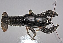 Orconectes sanbornii (freshwater crayfish) (Newark, Ohio, USA) 4.jpg