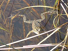 Oregon spotted frog, Rana pretiosa Oregon Spotted Frog (Rana pretiosa) (8895523540).jpg