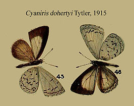 Oreolyce dohertyi