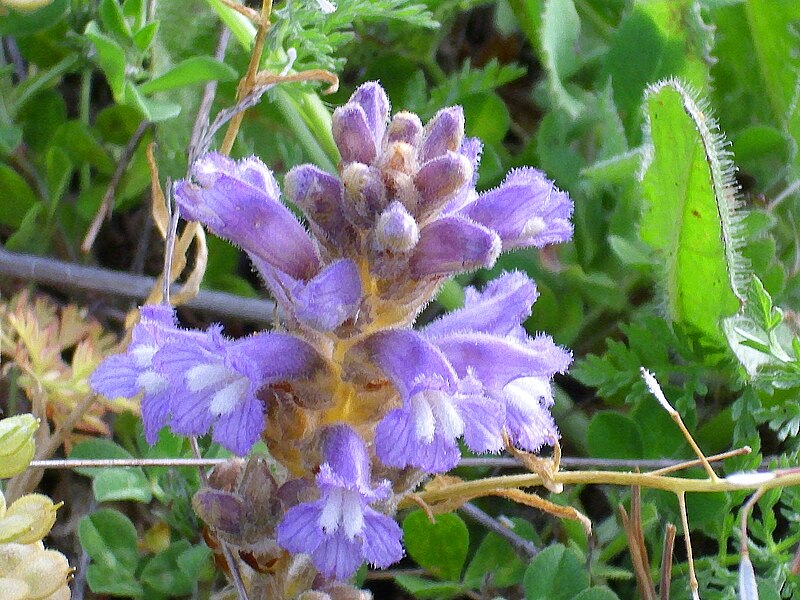 File:Orobanche ramosa subsp. mutelii Habitus 2011-4-07 CampodeCalatrava.jpg