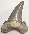 Otodus auriculatus tooth